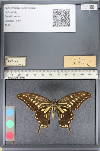 Media type: image;   Entomology 136915